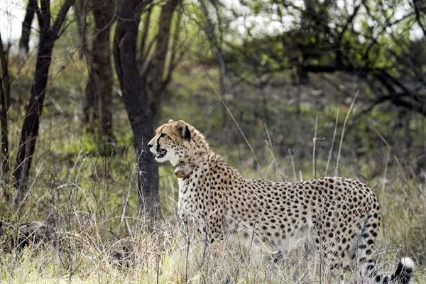 पेड़ों और सूखी घास के बीच खड़ी एक चीता